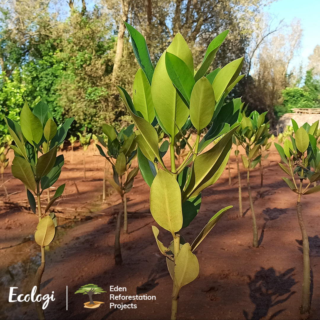 Eden Reforestation Projects