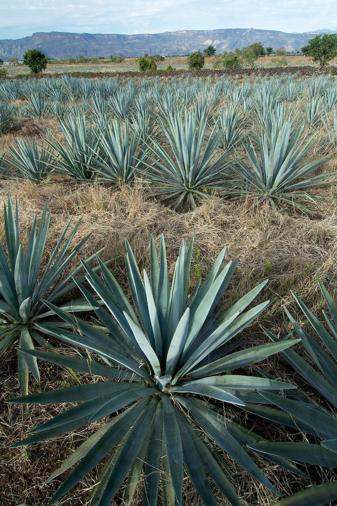 Tequila plant